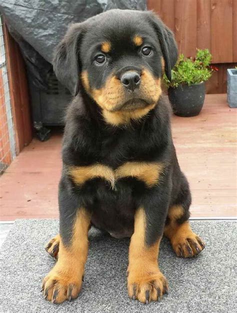 rottweiler price|rottweiler puppy price list.